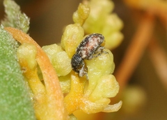 Smicronyx sculpticollis