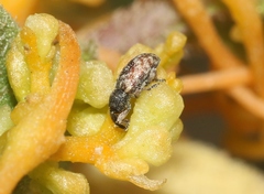 Smicronyx sculpticollis