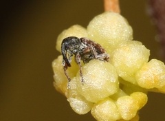 Smicronyx sculpticollis