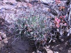 Tylecodon reticulatus