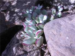 Cotyledon papillaris