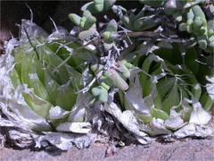 Haworthia lockwoodii