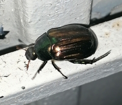 Paranomala cincta