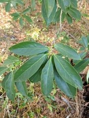Symplocos tinctoria image