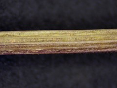 Dichanthelium meridionale