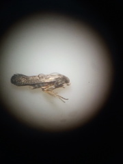 Epiphthora melanombra