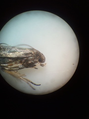 Epiphthora melanombra