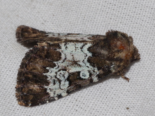 Euamiana contrasta