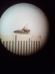 Epiphthora melanombra