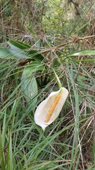 Stenospermation rusbyi