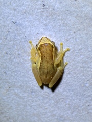 Dendropsophus decipiens