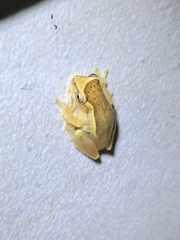 Dendropsophus decipiens