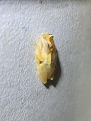 Dendropsophus decipiens