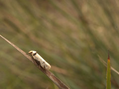 Philobota thiocrossa