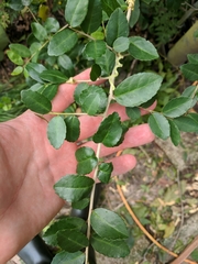 Ilex vomitoria image