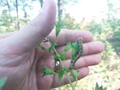 Pyrrhia