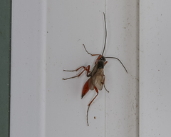 Proctotrupes caudatus