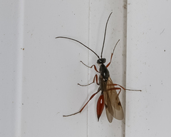 Proctotrupes caudatus