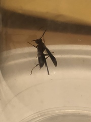 Polistes