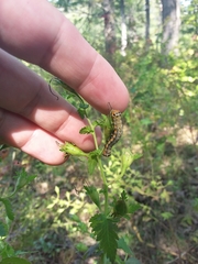 Pyrrhia