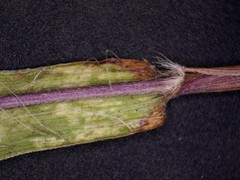 Dichanthelium meridionale