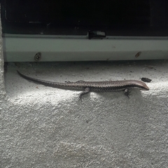 Notomabuya frenata