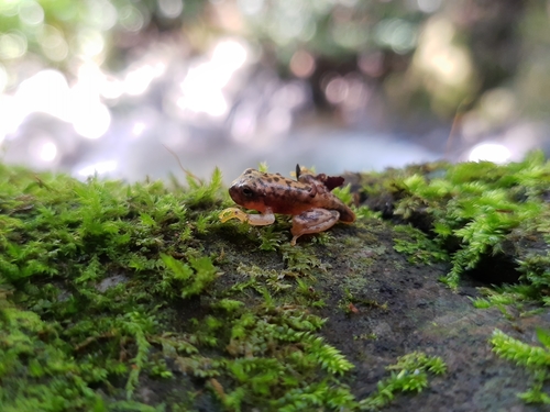Sumichrast's Tree Frog