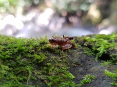 Exerodonta sumichrasti