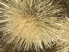 Cylindropuntia bigelovii