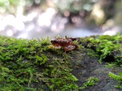 Exerodonta sumichrasti