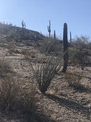 Fouquieria splendens