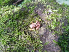 Exerodonta sumichrasti