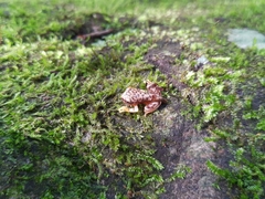 Exerodonta sumichrasti