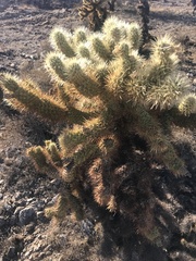 Cylindropuntia bigelovii