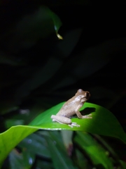 Charadrahyla juanitae