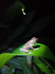 Charadrahyla juanitae