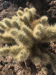 Cylindropuntia bigelovii