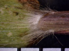 Dichanthelium meridionale