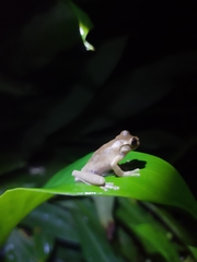 Charadrahyla juanitae