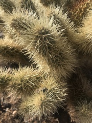 Cylindropuntia bigelovii
