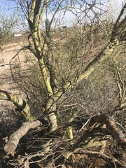 Parkinsonia microphylla