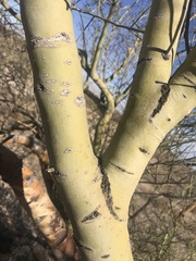Parkinsonia microphylla