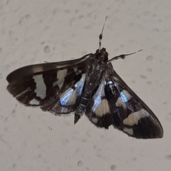 Desmia bajulalis