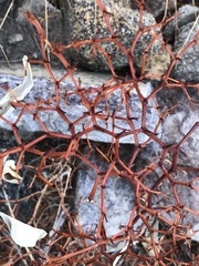 Chorizanthe brevicornu