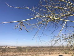 Parkinsonia microphylla