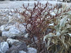 Chorizanthe brevicornu