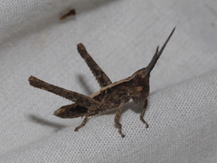 Acantherus piperatus