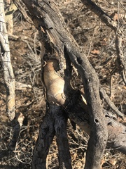 Parkinsonia microphylla