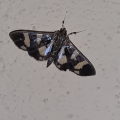 Desmia bajulalis