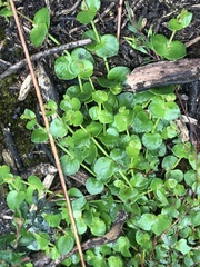 Gonocarpus micranthus